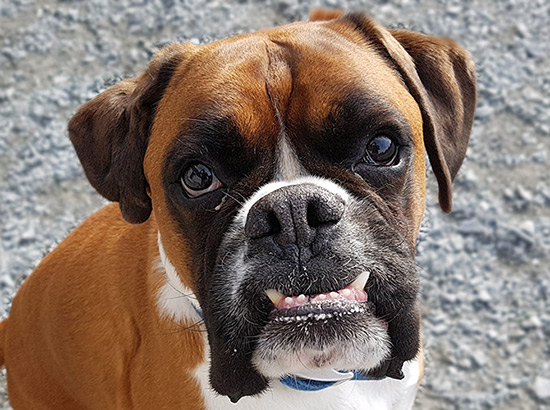 dog and bone kennels